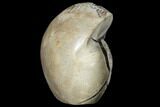 Ammonite (Perisphinctes) In Septarian - Madagascar #113667-2